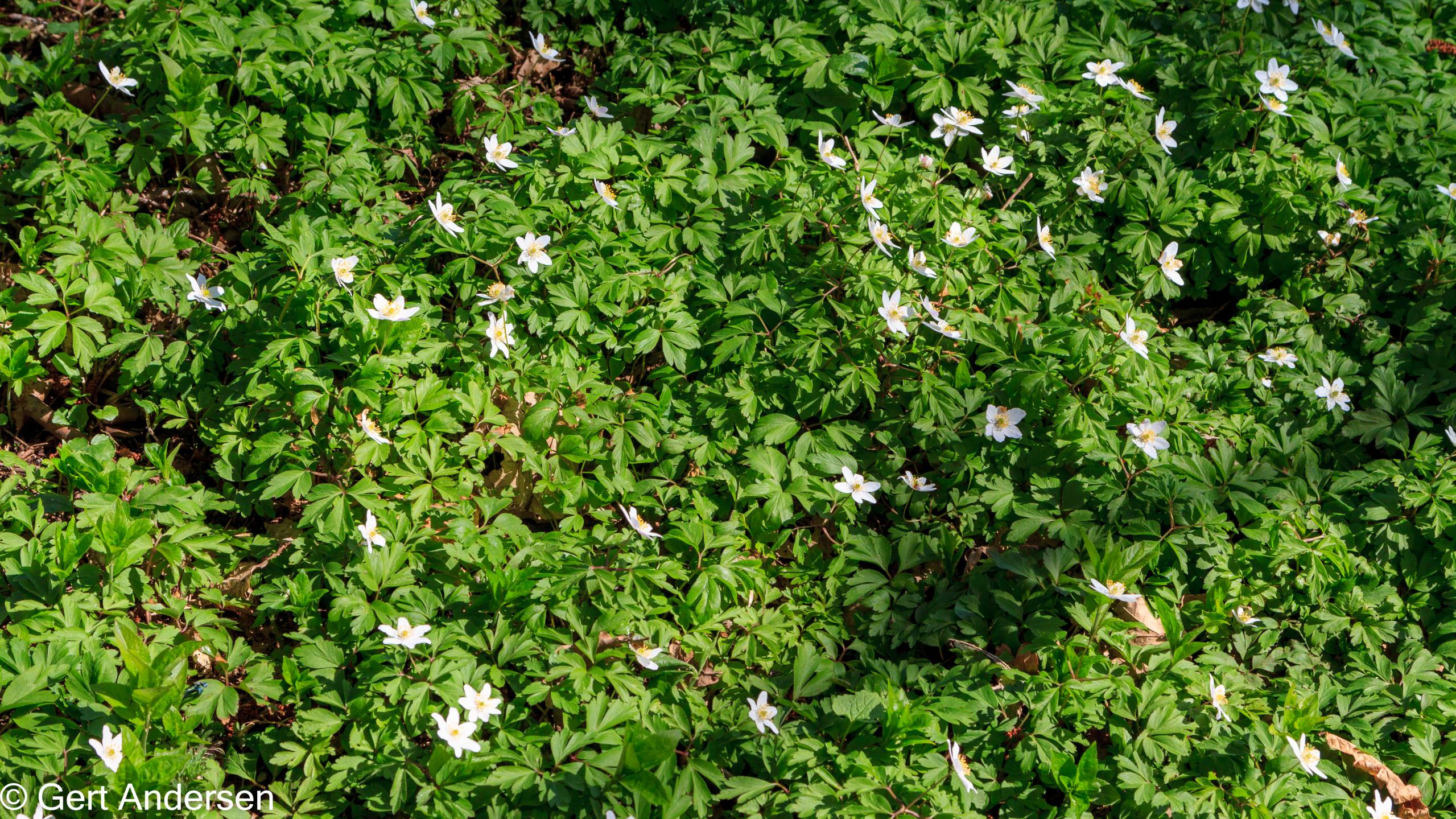 Lyngby Sø (30 of 37) compressed